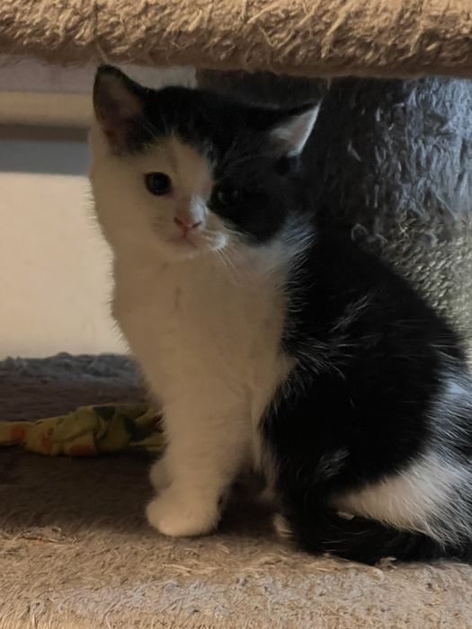 Kot brytyjski - kocur