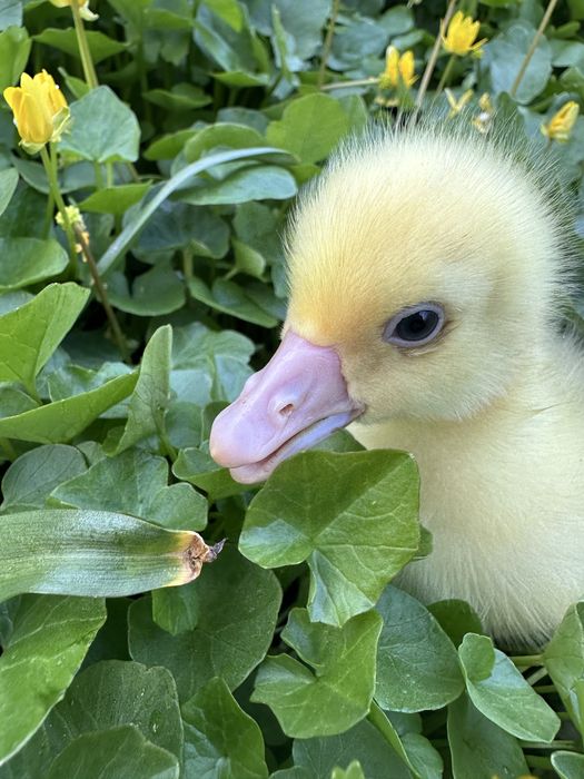 Продам добових гусенят.