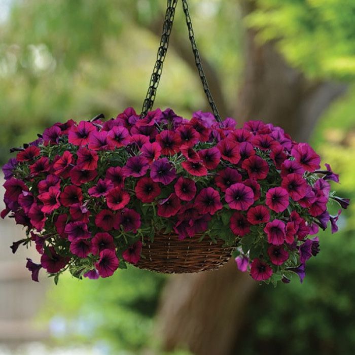 Петунія,сурфінія, калібрахоа тайдали