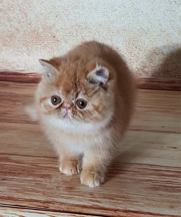 Рыжая экзотка, короткошерстная экзотка