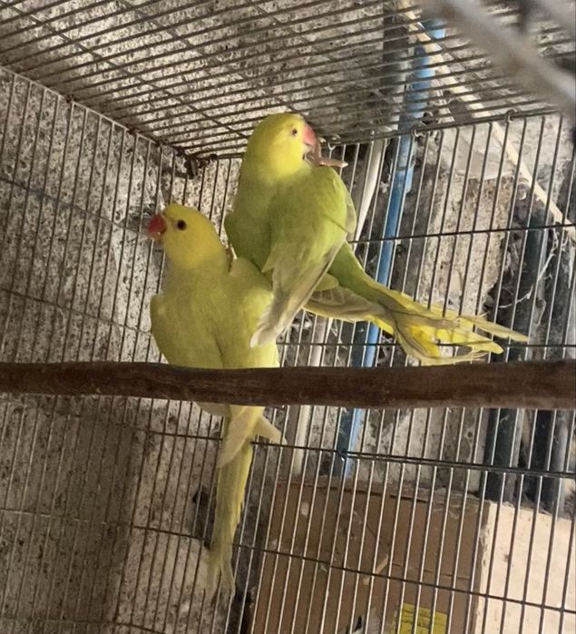 Ring Neckes para venda ou troca