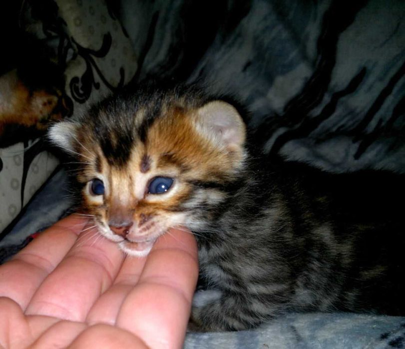 Чудовий бенгальський хлопчик чистої бенгальської крові BENn24