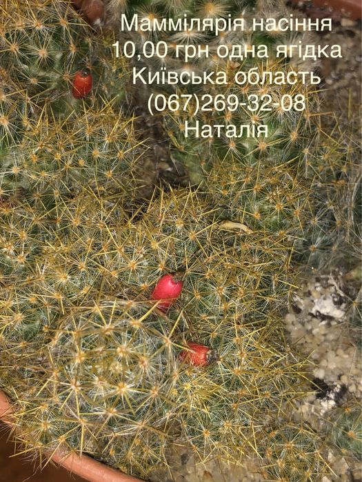 Кактус. Кактуси. Насіння кактусів.