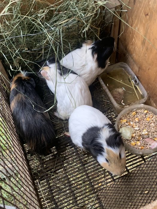 Морські свинки різні