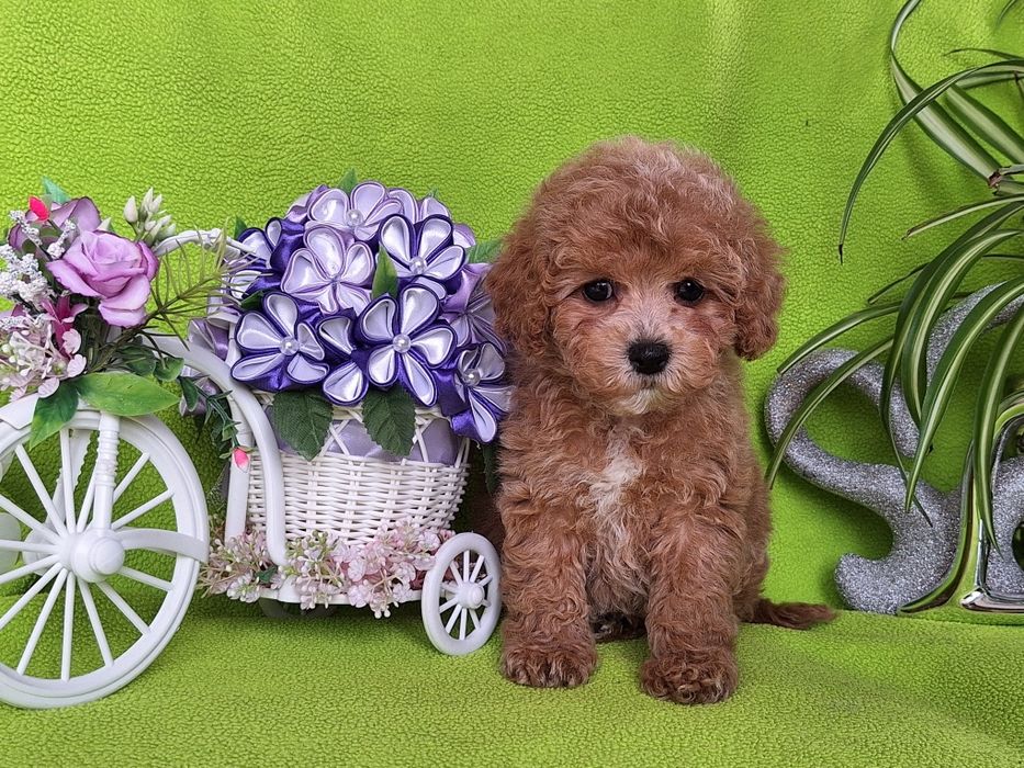 Pudel toy & maltipoo to piękny maltipoo z certyfikatem