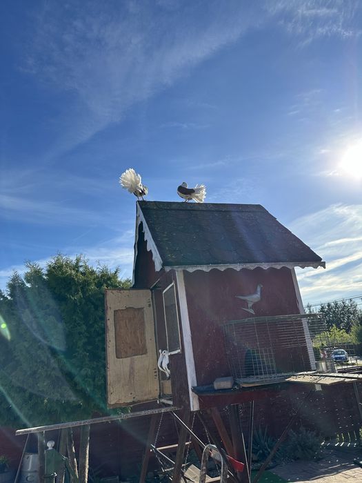 Sprzedam Gołebie pawiki