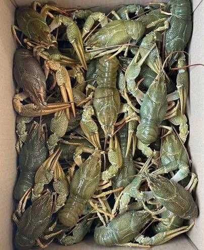 Продам живі і варені раки .