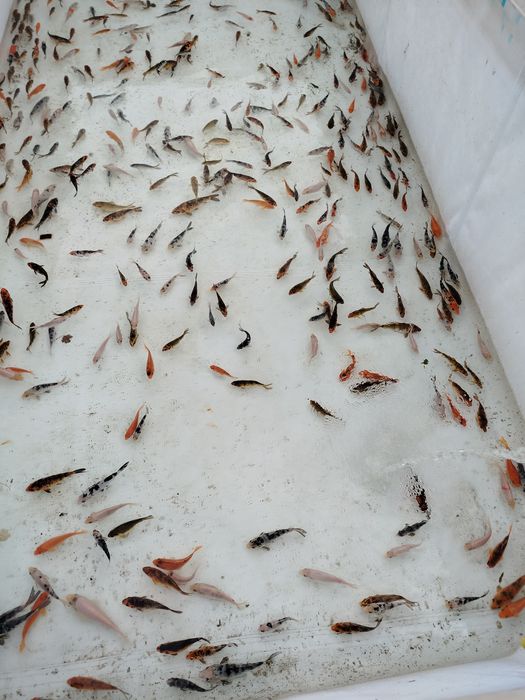 Karp karpie koi sprzedam