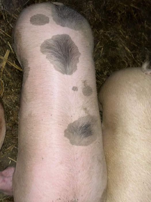 Свині мʼясні  Миколаївська обл