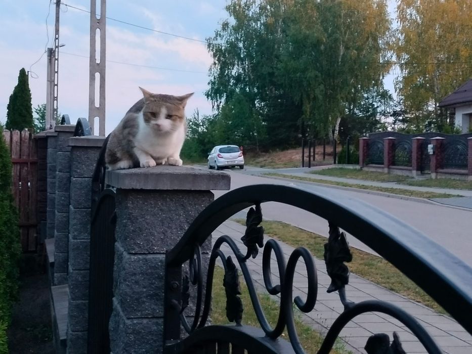 Prośba o pomoc w odnalezieniu kota.