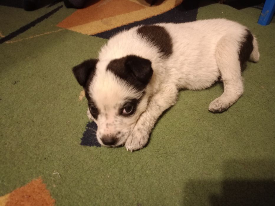 Отдам в хорошие руки щенка