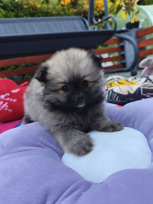 Szpic miniaturowy - pomeranian - piękna suczka