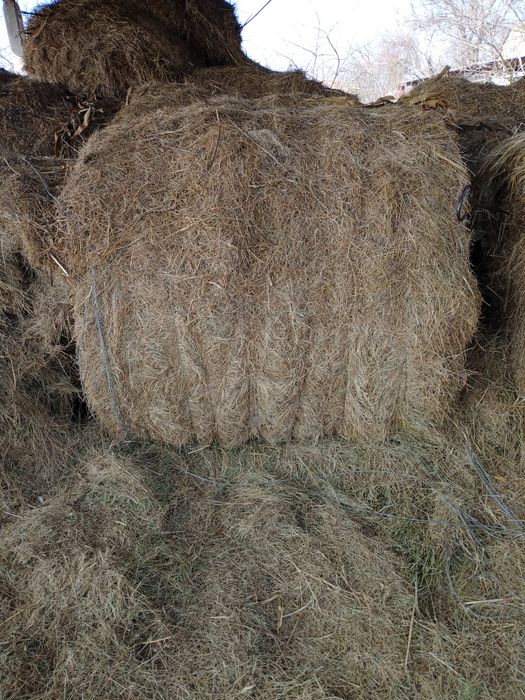 Продам сіно в круглих тюках