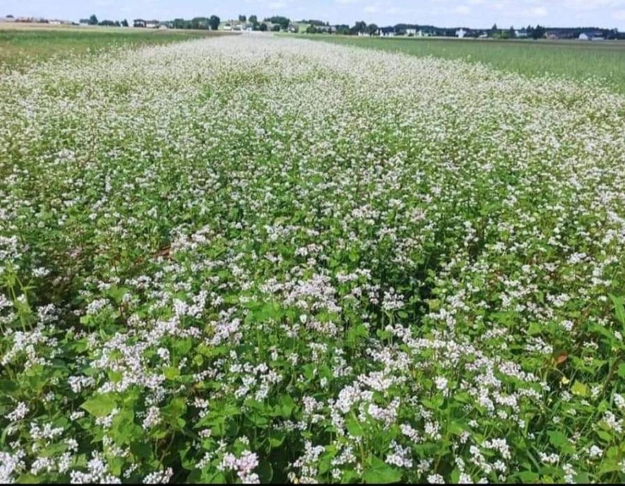 Miód gryczany najlepszy w województwie Świętokrzyskim