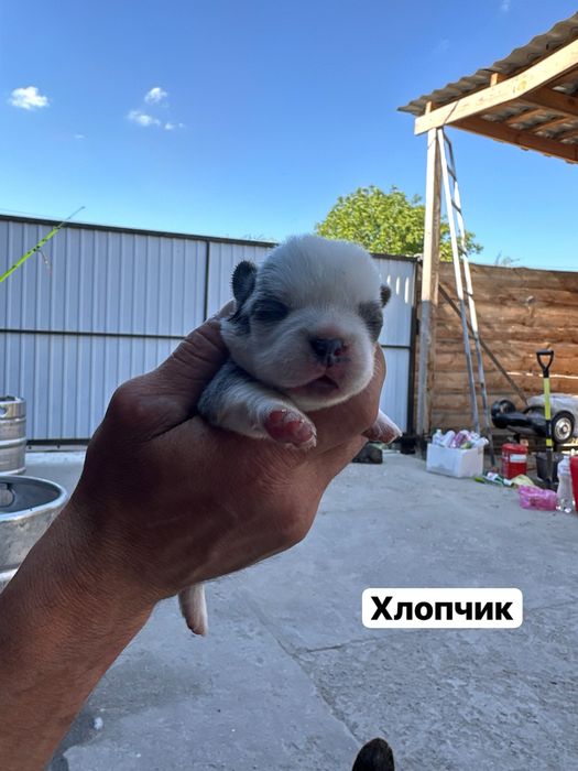 Цуценята французького бульдога