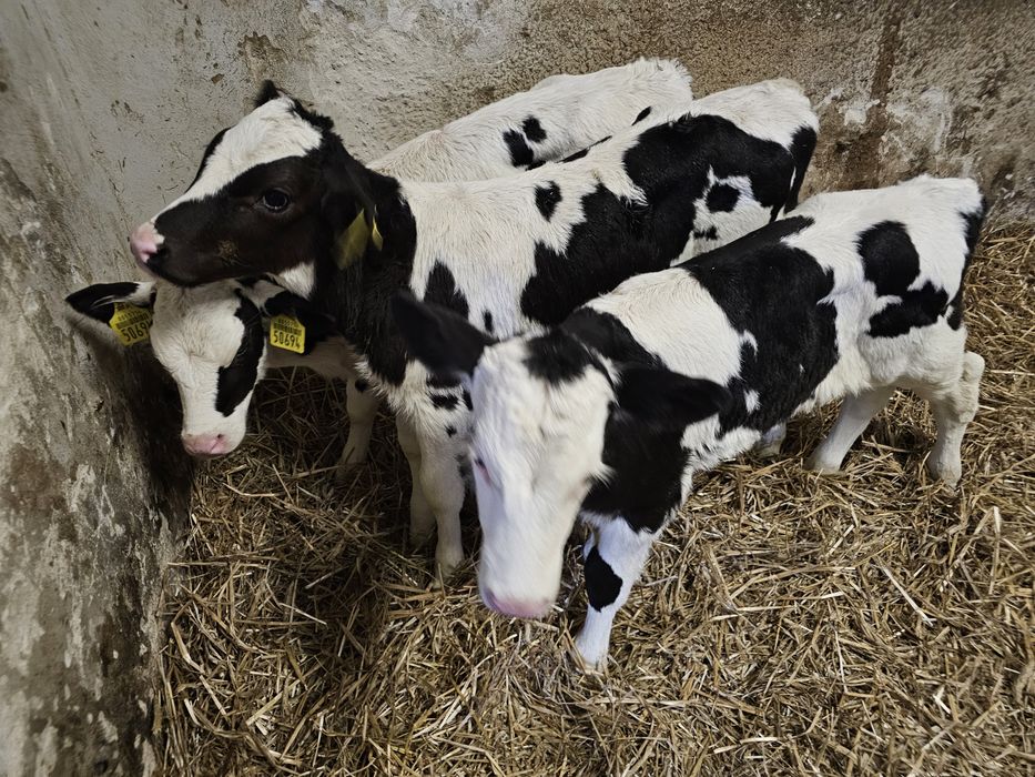 Sprzedam 3 cielaki byczki