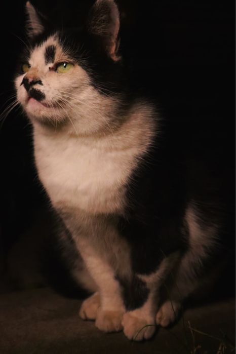 Киця Аліса шукає новий дім