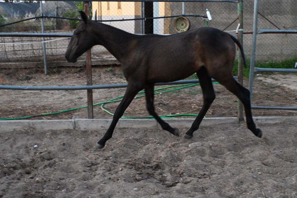 Poldro lusitano ( cruzado )