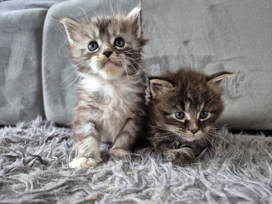 Kotka maine coon do rezerwacji Odbiór koniec maja