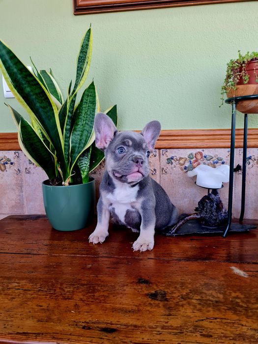 Excelente menino Bulldog/Bouledogue Francês de Qualidade