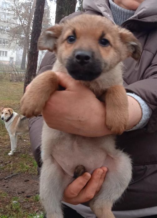 Цуцентяка шукають дім