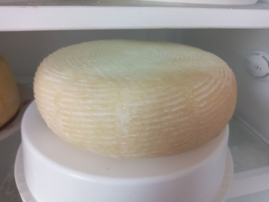 Пропоную кіз, козликів та козенят,  зааненської породи.