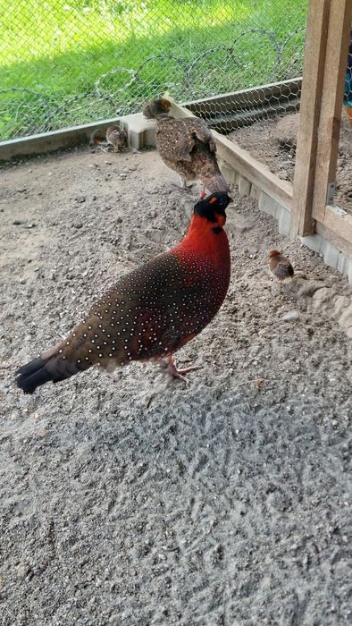 Bazant tragopan samiec