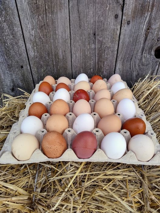 Jaja lęgowe, mix ras