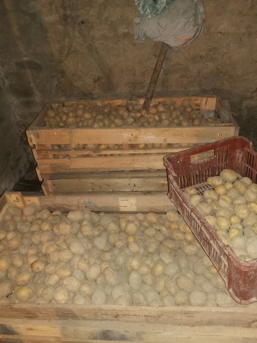 Ziemniaki tegoroczne