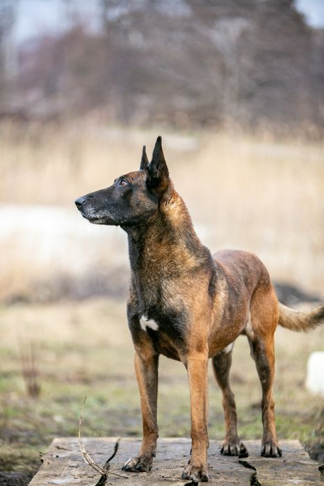 ВЯЗКА.   Малинуа Бельгийской овчарки кобель