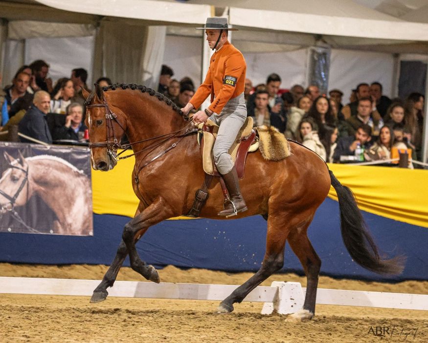 Égua lusitana afilhada