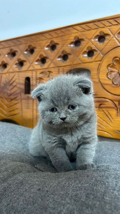 Scottish fold /straigh