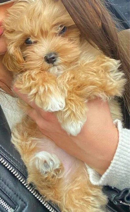 Мальтипу премиум мини с документами