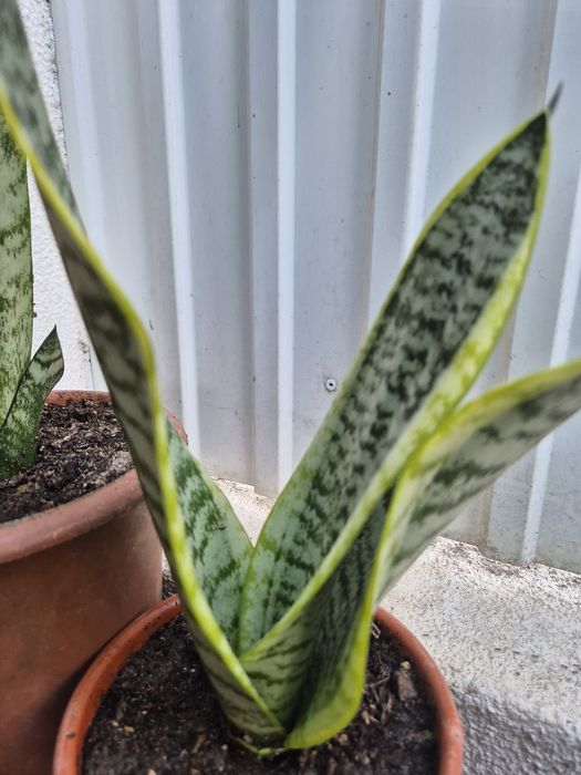 Espada de São Jorge e de Santa Bárbara