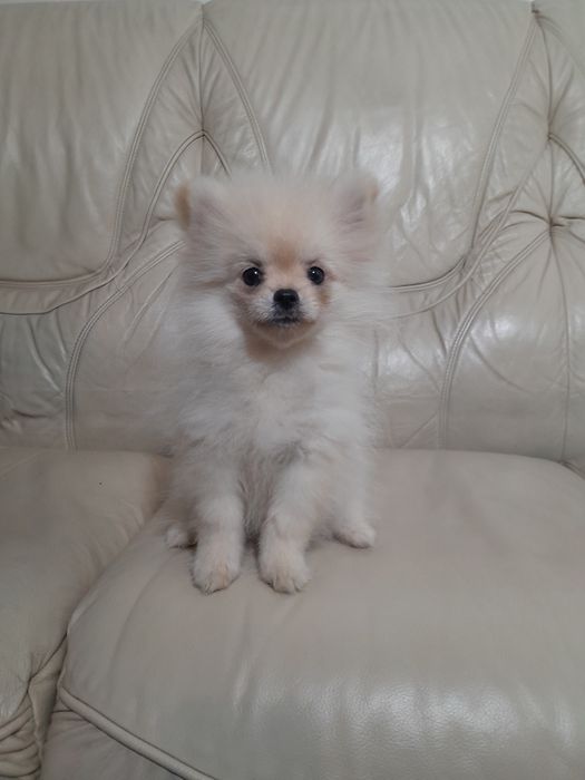 Померанский шпиц