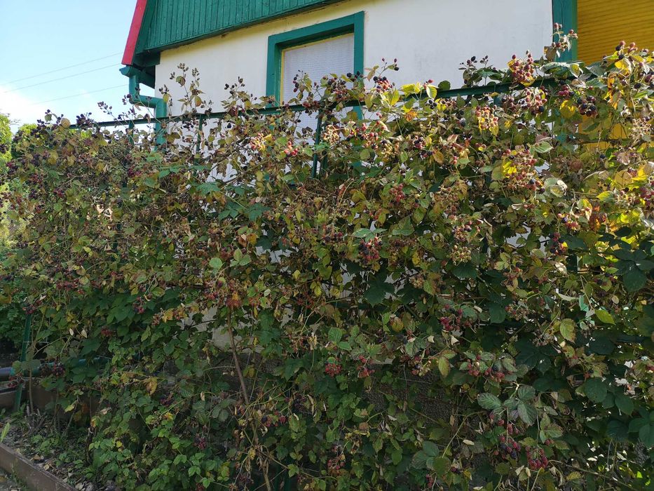 OKAZJA: zadbana działka ogrodnicza ROD na Lasowcu, Mrągowo – bezpośrednio - View 6