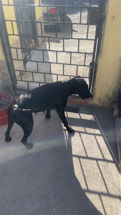 Cadela docil e carente pra adocao 3 anos, TODAS AS VACINAS