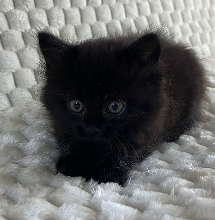 Кошеня безкоштовно