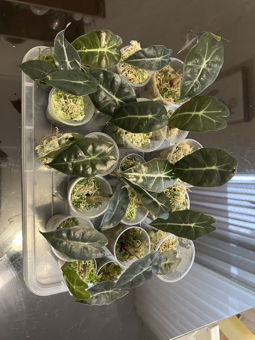 Алоказія Поллі в наявності