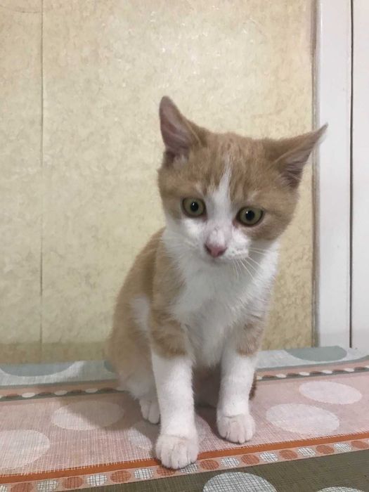 Котик риженький, 5 міс