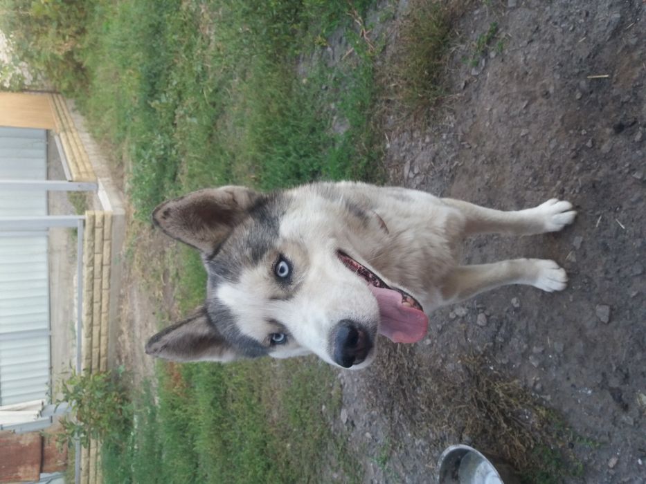 Сибирский хаски,ищем девочку для вязки.