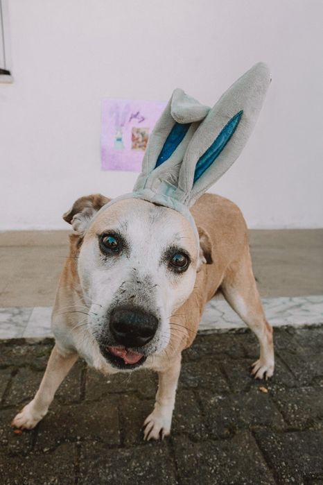 Joca foca só para amar . Sou um cão de sofa sim!
