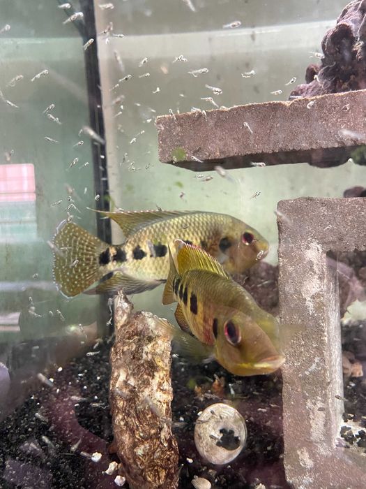 tilapia maria juvenil