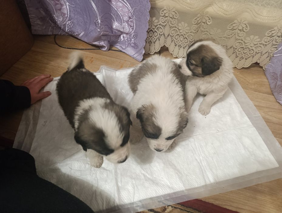 Щеночки московський стороживой