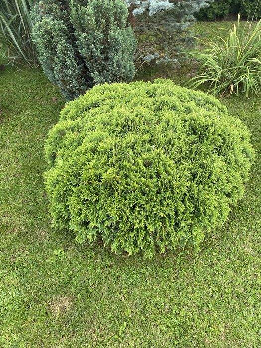 Sprzedam Tuje Danica