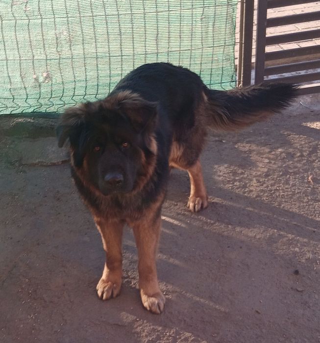 Oddam w dobre ręce za darmo