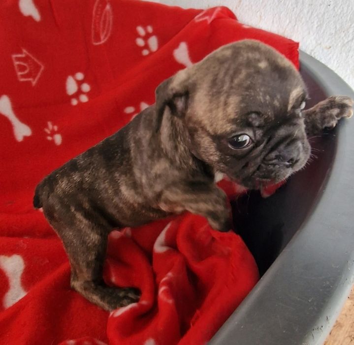 Menino bulldog tigrado