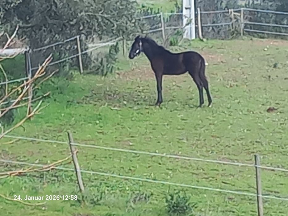 Oldenburger CAVALO de Sporto