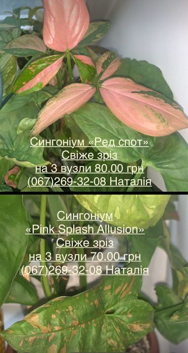 Сингоніум різні види. Мурайя