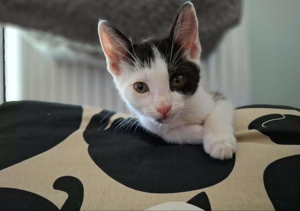 Cudne kociaki, kotki do adopcji,  kot, kotek